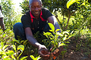 A male farmer grafting orange and lemon trees, Uganda, Africa