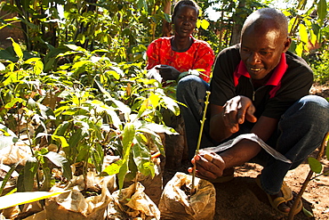 A male farmer grafting orange and lemon trees, Uganda, Africa