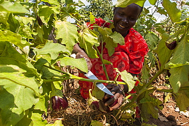 A female farmer harvests an aubergine (eggplant) using a knife, Uganda, Africa