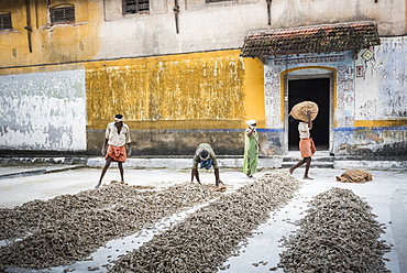 Sorting ginger at a market in Fort Kochi (Cochin), Kerala, India, Asia