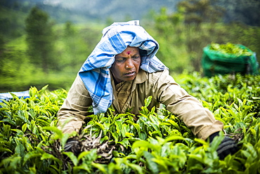 Tea pickers on a tea estate in the plantations near Munnar in the Western Ghats Mountains, Kerala, India, Asia