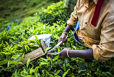 Tea pickers on a tea estate in the plantations near Munnar in the Western Ghats Mountains, Kerala, India, Asia