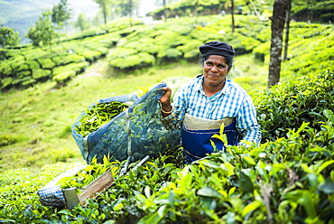 Tea pickers on a tea estate in the plantations near Munnar in the Western Ghats Mountains, Kerala, India, Asia