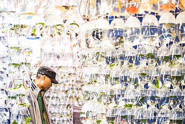 Goldfish market, Tung Choi Street North, Kowloon, Hong Kong, China, Asia