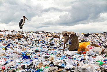 Woman working on one of the world biggest garbage dump with a stork waiting for food, in the Dandora slum of Nairobi, Kenya, East Africa, Africa