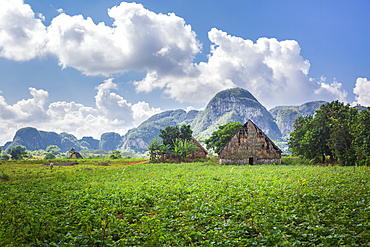 Tobacco field in Vinales National Park, UNESCO World Heritage Site, Pinar del Rio Province, Cuba, West Indies, Caribbean, Central America