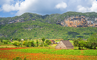 Tobacco field in Vinales National Park, UNESCO World Heritage Site, Pinar del Rio Province, Cuba, West Indies, Caribbean, Central America