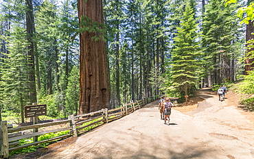 Giant Sequoias, Yosemite Valley, UNESCO World Heritage Site, California, United States of America, North America