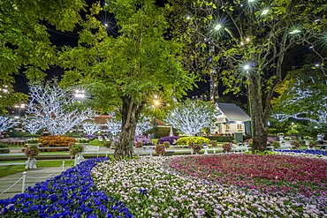 Beautiful and colourful flowers in Chiang Rai Flower Festival at night, Chiang Rai, Thailand, Southeast Asia, Asia