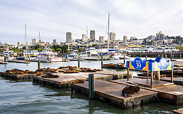 Sea Lions on Pier 39 in Fishermans Wharf, San Francisco, California, United States of America, North America