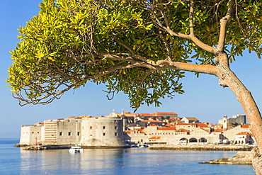 Single tree with view to the old town of Dubrovnik in the background, Croatia, Europe