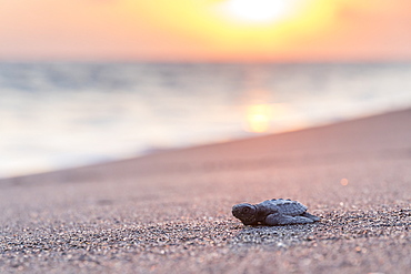 Released baby turtle from the local hatchery on its way to the ocean, Monterrico, Guatemala, Central America