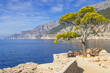 Single pine tree at a scenic lookout in Sveta Nedjelja on Hvar Island, Croatia, Europe