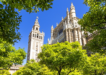 The Cathedral of Seville and the Giralda Bell Tower seen from the inner courtyard, UNESCO World Heritage Site, Seville, Andalusia, Spain, Europe