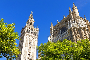 The Cathedral of Seville and the Giralda Bell Tower seen from the inner courtyard, UNESCO World Heritage Site, Seville, Andalusia, Spain, Europe