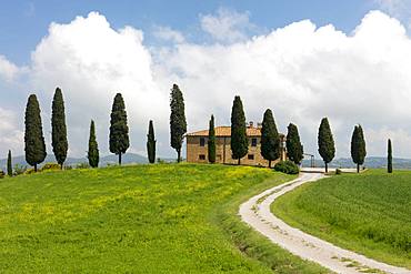 Tuscan villa, winding path and cypress trees with blue sky near Pienza, Tuscany, Italy, Europe