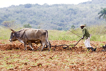 Tobacco farmer ploughing a tobacco field with oxen in Vinales, Pinar del Rio, Cuba, West Indies, Caribbean, Central America