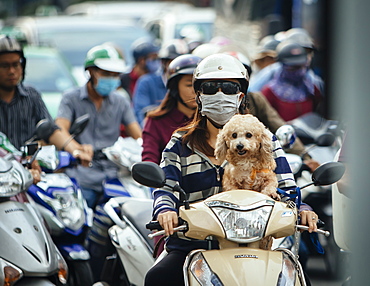 Dog on moped in Ho Chi Minh City, Vietnam, Indochina, Southeast Asia, Asia