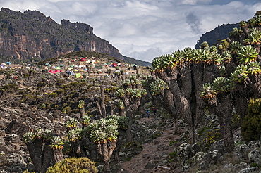 The approach to the Barranco Huts Camp, 3950m, in the Barranco Valley, rich in Senecio trees and lobelia, Mount Kilimanjaro, Tanzania, East Africa, Africa