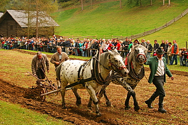 Stubing Festival, Styria, Austria, Europe