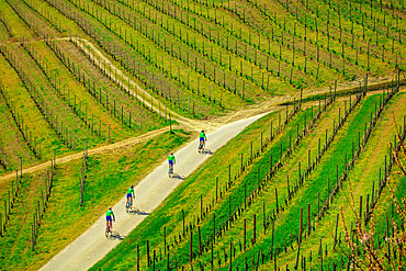 Cycling through vineyards, Monteu Roero, Piedmont, Italy, Europe