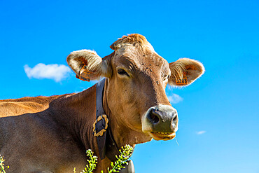 Portrait of a cow, Grande Est, Parco Naturale Veglia-Devero, Val d'Ossola, V.C.O. (Verbano-Cusio-Ossola), Piedmont, Italy, Europe