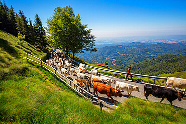 Transhumance on Panoramica Zegna, Bielmonte, Biella, Piedmont, Italy, Europe