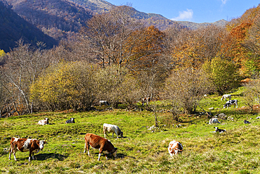 Oasi Zegna, Biella, Piedmont, Italy