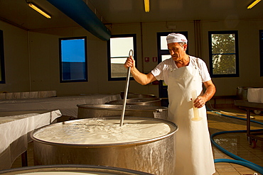 Production of the typical gorgonzola cheese, Novara, Piedmont, Italy, Europe