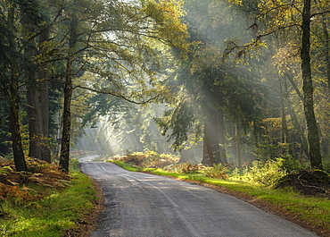 Sunbeams visible in a light mist adding atmosphere amongst the trees on Rhinefield Ornamental Drive, New Forest, Hampshire, England, United Kingdom, Europe