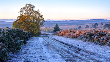 Heavy frost with the first rays of sun on the heathland of Woodbury Common, near Exmouth, Devon, England, United Kingdom, Europe