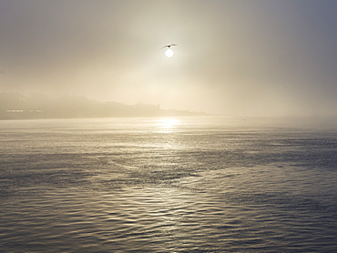 A seagull flies close to the sun as it shines through heavy fog on the sea front at Exmouth, Devon, England, United Kingdom, Europe