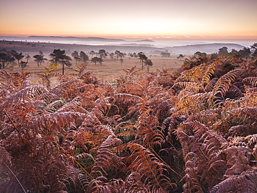 Looking over bracken towards distant mist on the heathland of Woodbury Common, near Exmouth, Devon, England, United Kingdom, Europe