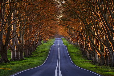 Early spring sunlight on the avenue of ancient beech trees near Kingston Lacy, Dorset, England, United Kingdom, Europe