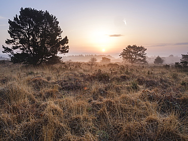 A misty sunrise across the heathland of Woodbury Common, near Exmouth, Devon, England, United Kingdom, Europe