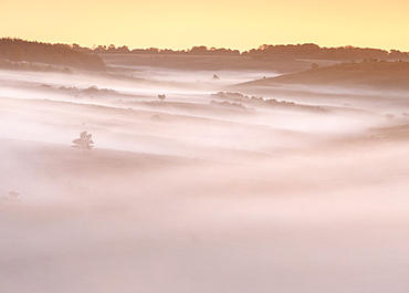 A huge blanket of dawn mist flows down the valley, leaving only trees and bushes rising above it, New Forest, Hampshire, England, United Kingdom, Europe