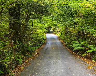 Autumn colours in the Devon lane leading to Beckaford Bridge, Dartmoor National Park, Bovey Tracey, Devon, England, United Kingdom, Europe