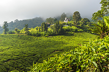 A tea plantation in Cameron Highlands, Pahang, Malaysia, Southeast Asia, Asia