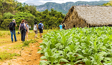 Tourists visiting a tobacco plantation in Vinales National Park, UNESCO World Heritage Site, Vinales Valley, Vinales, Cuba, West Indies, Caribbean, Central America