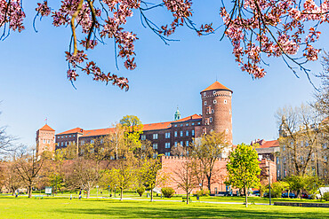 View of Wawel Royal Castle, UNESCO World Heritage Site, and cherry blossom, Krakow, Poland, Europe