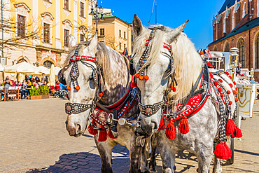 Horse drawn carriage in the main square, Rynek Glowny, in the medieval old town, UNESCO World Heritage Site, Krakow, Poland, Europe