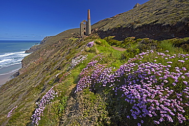 Thrift on the coastal path near the ruins of Wheal Coates tin mine, UNESCO World Heritage Site, near St. Agnes, Cornwall, England, United Kingdom, Europe