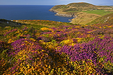 The heather and gorse covered clifftops at Mynydd Mawr, Llyn peninsula near Aberdaron, Gwynedd, Wales, United Kingdom, Europe