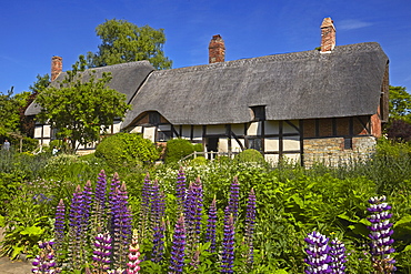 Anne Hathaway's cottage, Shottery, Stratford-upon-Avon, Warwickshire, England, United Kingdom, Europe