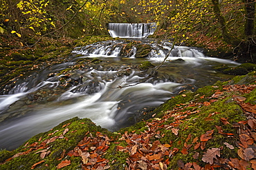 Autumn at Stock Ghyll beck, Ambleside, Lake District National Park, UNESCO World Heritage Site, Cumbria, England, United Kingdom, Europe