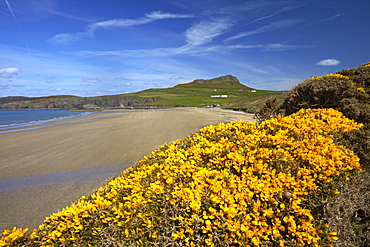 Whitesands Bay in the Pembrokeshire National Park, Pembrokeshire, Wales, United Kingdom, Europe