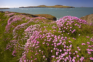 The coastal path along Ramsey Sound with Ramsey Island in the distance, Pembrokeshire, Wales, United Kingdom, Europe