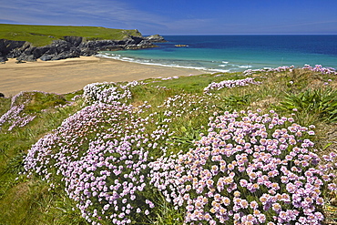 The sandy beach of Porth Joke seen from the thrift covered cliff tops, Cornwall, England, United Kingdom, Europe