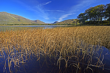 Reed beds on Loch Awe near Kilchurn Castle, Argyll and Bute, Scotland, United Kingdom, Europe