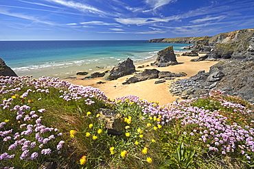 Thrift and Kidney Vetch above Bedruthan Steps, Cornwall, England, United Kingdom, Europe